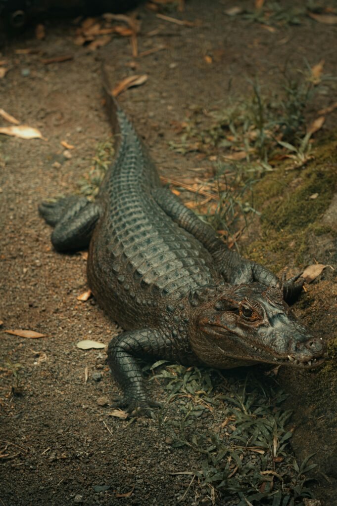 pexels-photo-18113201-18113201 Detailed shot of a caiman reptile in its natural environment, showing texture and habitat.